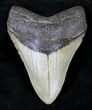 Nice Megalodon Tooth - North Carolina #21311-1